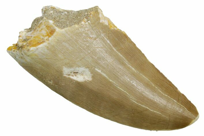 Fossil Mosasaur (Hainosaurus) Tooth - Morocco #353215